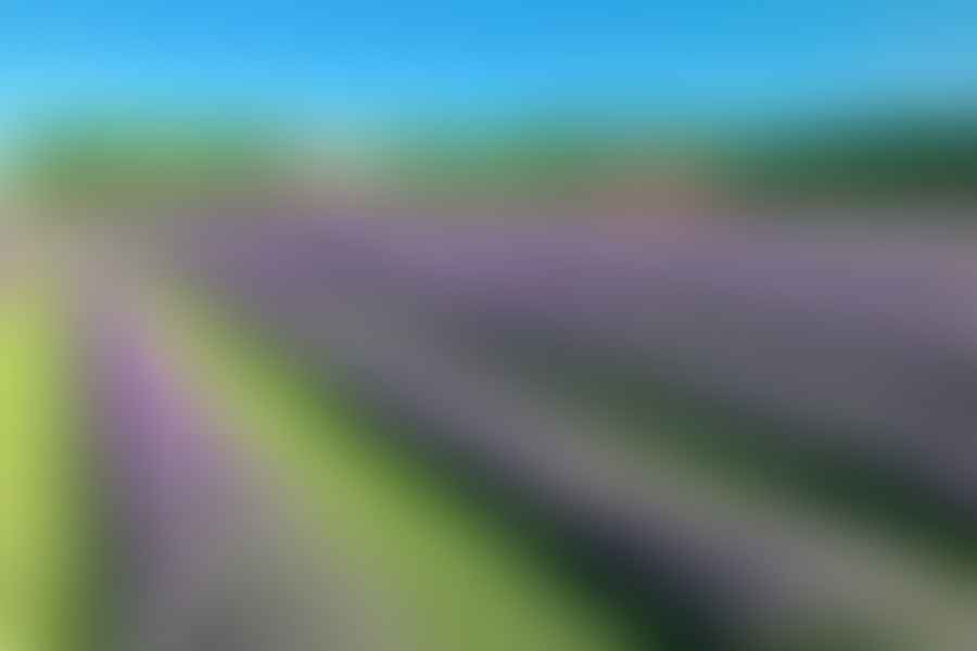 lavender fields historical